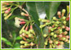 Spice Plantations of Kerala